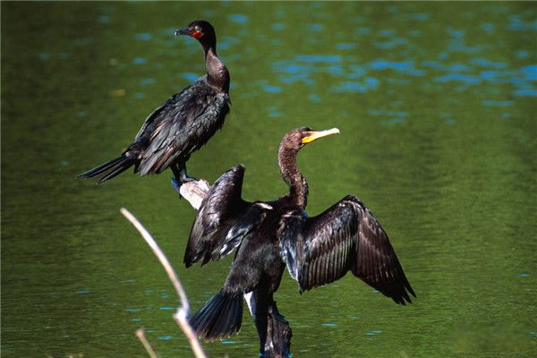 鸬鹚是什么鸟 鸬鹚捕鱼本领强主要生活生长在哪里