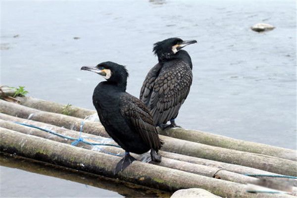 鸬鹚是什么鸟 鸬鹚捕鱼本领强主要生活生长在哪里
