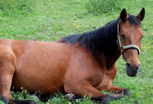 ����ĺ�ʲô��������,������ ����ţ����û�й�ͬ����