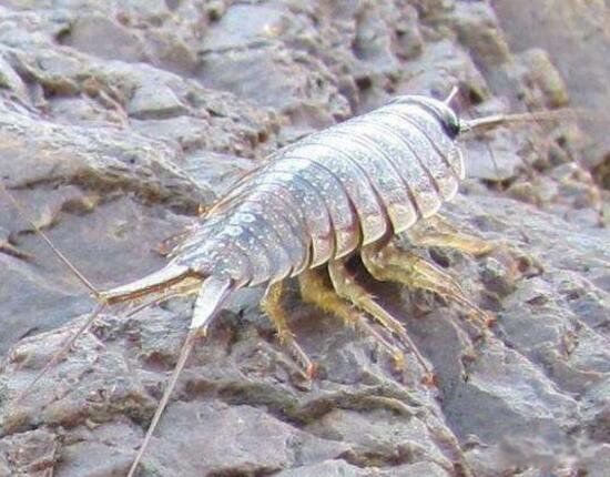 ����볤ɶ���ܳ��� �кܸߵ�Ӫ����ֵ��ʳ��