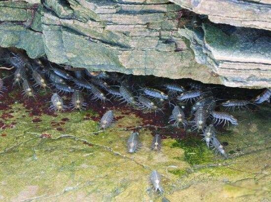 ����볤ɶ���ܳ��� �кܸߵ�Ӫ����ֵ��ʳ��