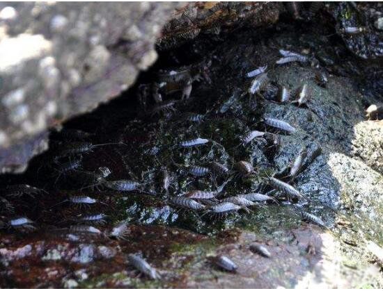 ����볤ɶ���ܳ��� �кܸߵ�Ӫ����ֵ��ʳ��