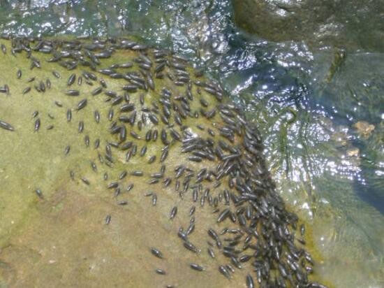 ����볤ɶ���ܳ��� �кܸߵ�Ӫ����ֵ��ʳ��