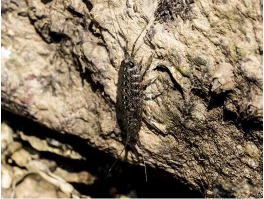 ����볤ɶ���ܳ��� �кܸߵ�Ӫ����ֵ��ʳ��