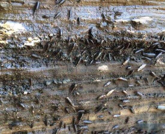 ����볤ɶ���ܳ��� �кܸߵ�Ӫ����ֵ��ʳ��