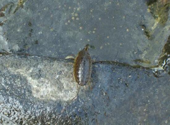 ����볤ɶ���ܳ��� �кܸߵ�Ӫ����ֵ��ʳ��