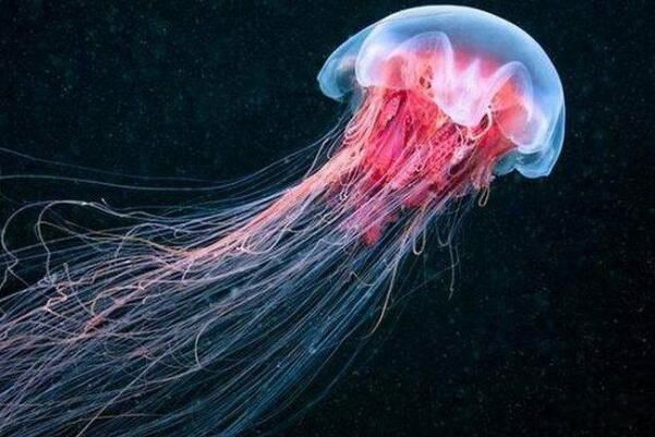 水母的毒性有多可怕 水母的毒性排名前十名是什么