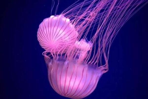 ˮĸ�Ķ����ж���� ˮĸ�Ķ�������ǰʮ����ʲô