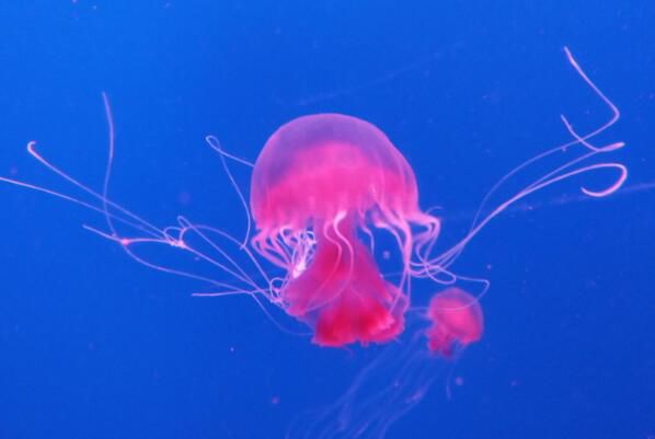 ˮĸ�Ķ����ж���� ˮĸ�Ķ�������ǰʮ����ʲô