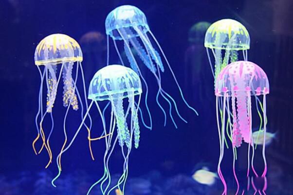 ˮĸ�Ķ����ж���� ˮĸ�Ķ�������ǰʮ����ʲô