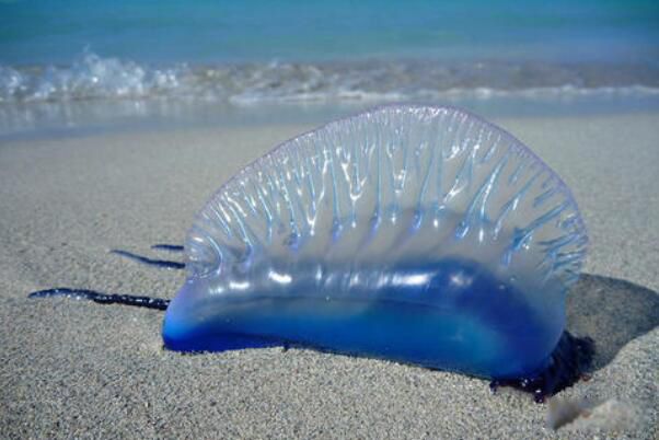 ˮĸ�Ķ����ж���� ˮĸ�Ķ�������ǰʮ����ʲô