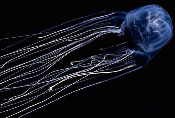 ˮĸ�Ķ����ж���� ˮĸ�Ķ�������ǰʮ����ʲô