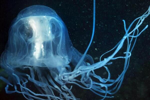 ˮĸ�Ķ����ж���� ˮĸ�Ķ�������ǰʮ����ʲô