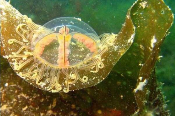 ˮĸ�Ķ����ж���� ˮĸ�Ķ�������ǰʮ����ʲô