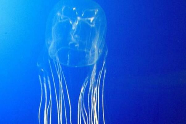 ˮĸ�Ķ����ж���� ˮĸ�Ķ�������ǰʮ����ʲô