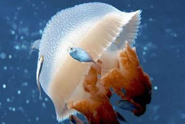 ˮĸ�Ķ����ж���� ˮĸ�Ķ�������ǰʮ����ʲô