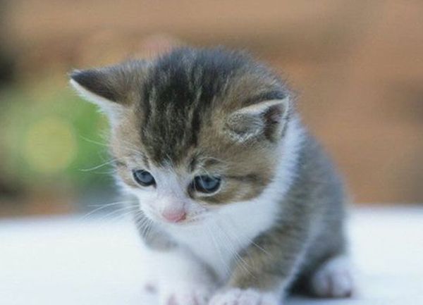 è������˵�ʮ�ֱ��� ʹ��ҧ���������Լ�����������