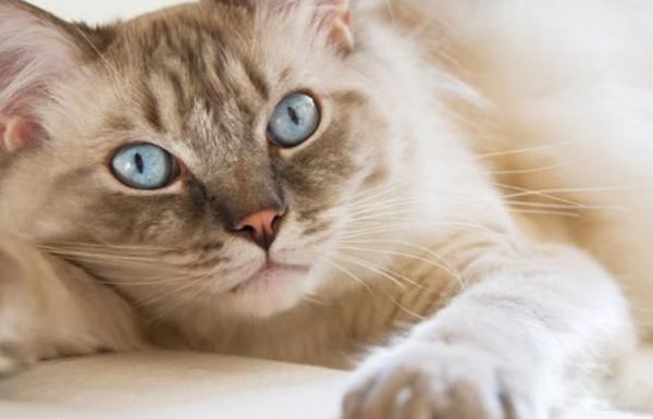 è������˵�ʮ�ֱ��� ʹ��ҧ���������Լ�����������