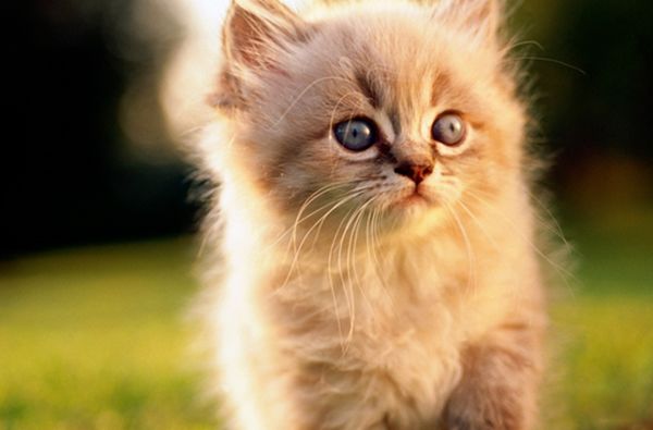 è������˵�ʮ�ֱ��� ʹ��ҧ���������Լ�����������