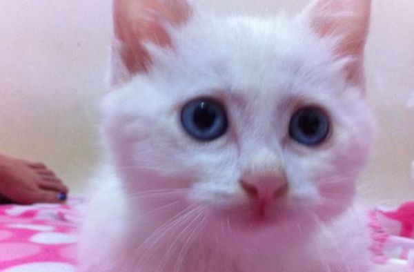 è������˵�ʮ�ֱ��� ʹ��ҧ���������Լ�����������