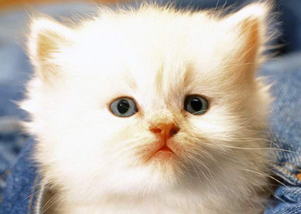 è������˵�ʮ�ֱ��� ʹ��ҧ���������Լ�����������