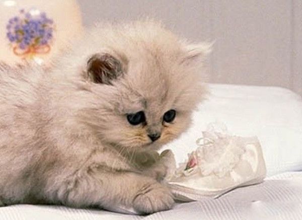 è������˵�ʮ�ֱ��� ʹ��ҧ���������Լ�����������