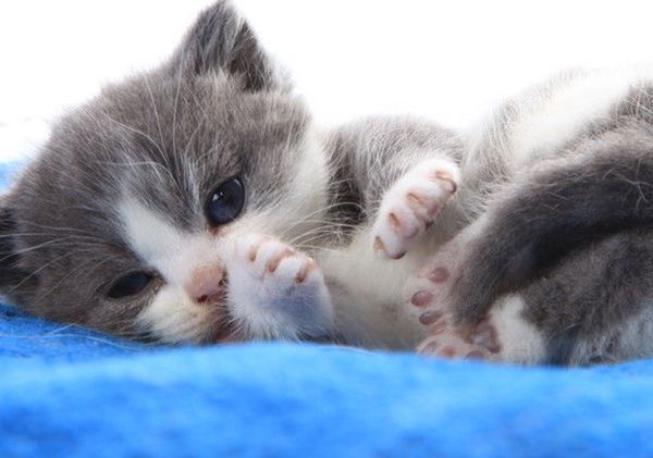 è������˵�ʮ�ֱ��� ʹ��ҧ���������Լ�����������