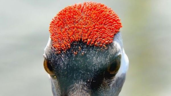 �׶����ҩ��ʲô �׶��쾿���������Ķ�ҩ