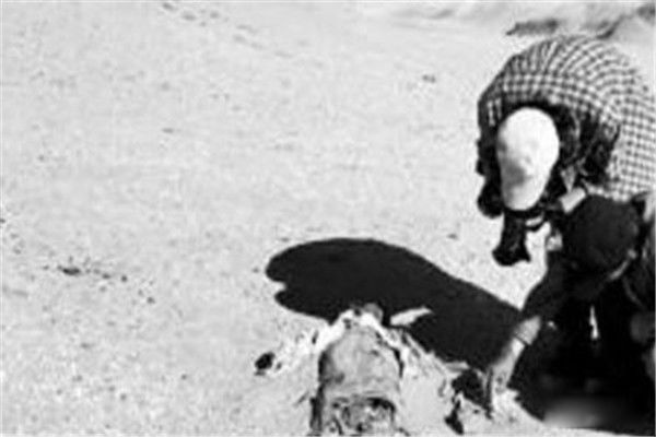 ����ľ˫���������� �޲���˫�����徵����������һ������ľ