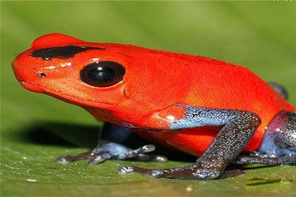 ����������ж����Զ�ǿ �����籣�������Σ����