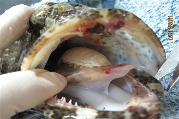 ��ͷ��ʭ��ʲô���� ��ֻ��ͷ��ʭ�ɼ�����һ����