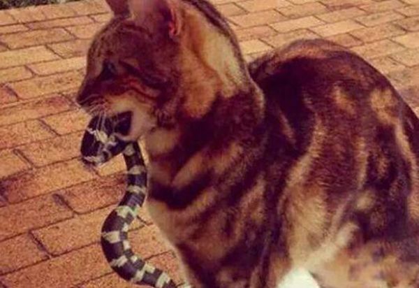 è���ߵķ�Ӧ�ٶ� ������Ϊʲôè������