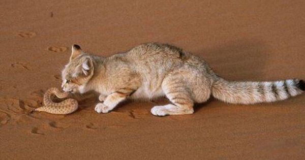 è���ߵķ�Ӧ�ٶ� ������Ϊʲôè������