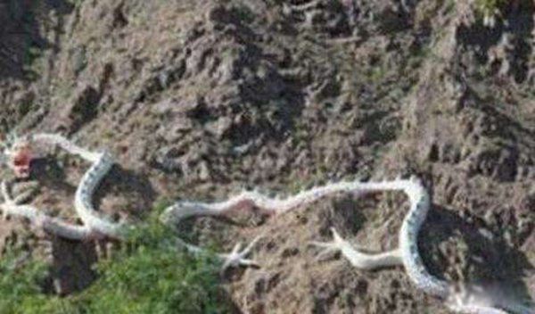 ���Ĵ�˵������Ƭ ������ɽ�Ϸ����������¼��������