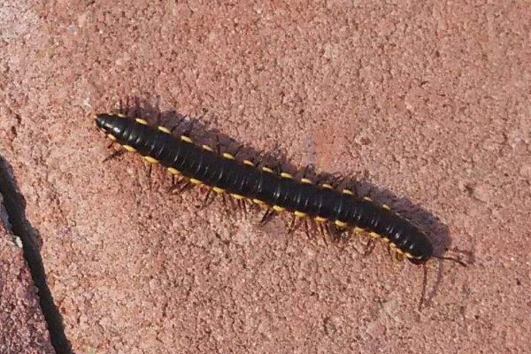 ɽ�˳���ʲôҩ���� ������û����е��п���