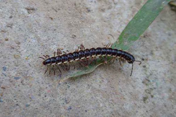 山蛩虫用什么药消灭 基本上没有天敌但有克星