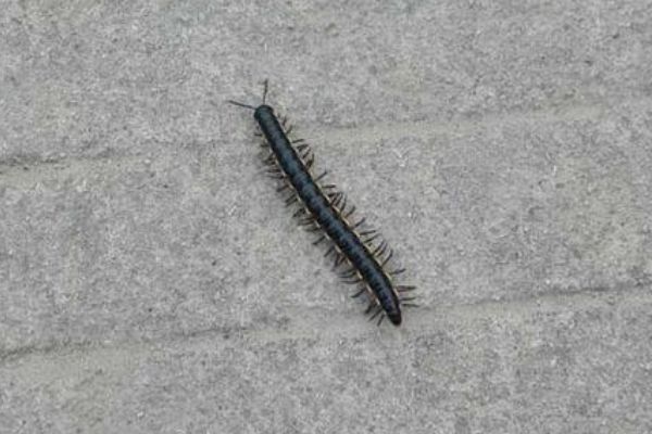 山蛩虫用什么药消灭 基本上没有天敌但有克星