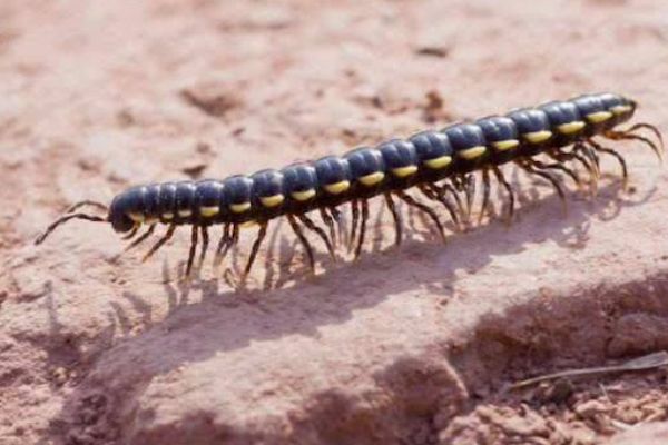 山蛩虫用什么药消灭 基本上没有天敌但有克星