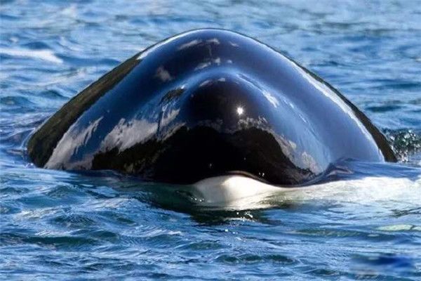 �����ṥ�������� ����Ϊʲô�������Ѻ�