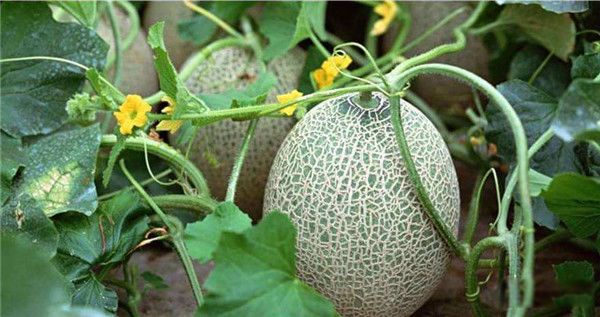 ���ܹϵ������빦Ч һ�ٿ˹��ܹϵ���������?�ʺϼ��ʳ���?