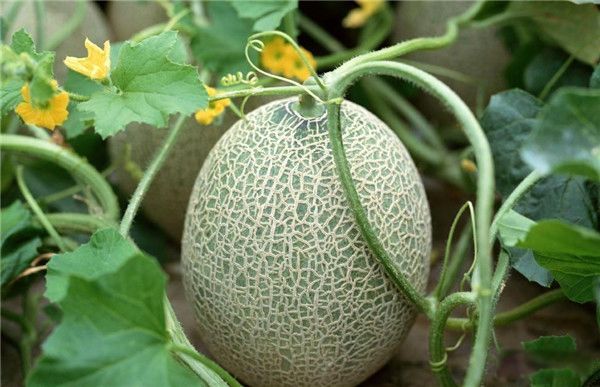 ���ܹϵ������빦Ч һ�ٿ˹��ܹϵ���������?�ʺϼ��ʳ���?