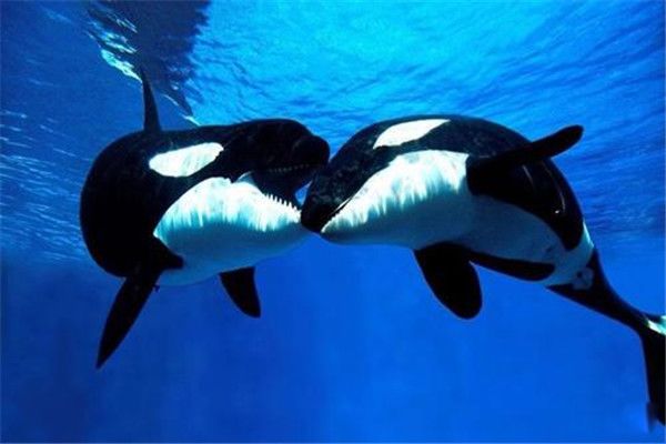 �����ṥ�������� ����Ϊʲô�������Ѻ�