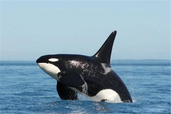 �����ṥ�������� ����Ϊʲô�������Ѻ�