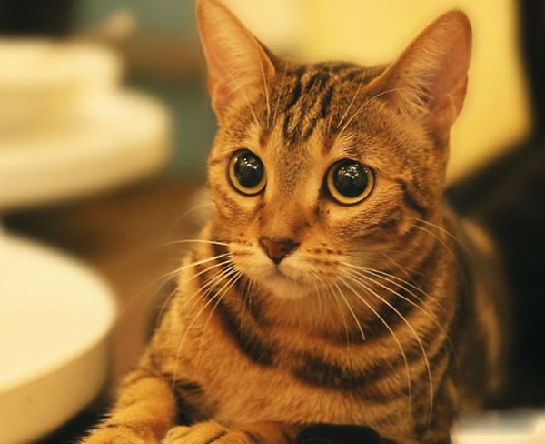 Ϊʲôèϲ���������������� è�ܹ������˵����