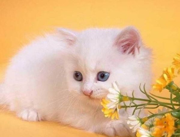 Ϊʲôèϲ���������������� è�ܹ������˵����