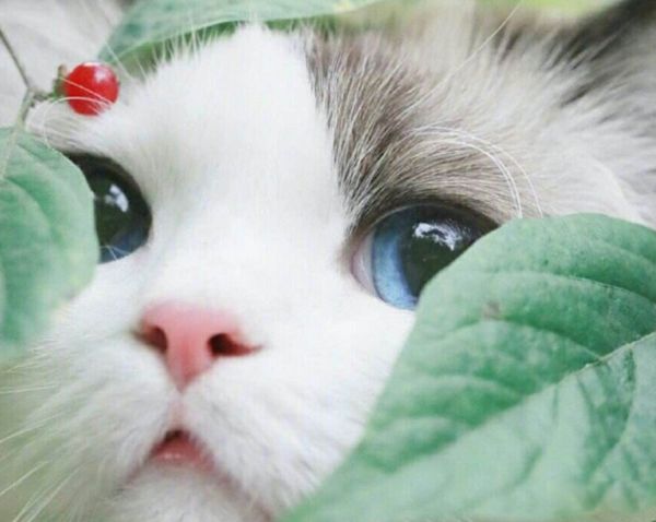 Ϊʲôèϲ���������������� è�ܹ������˵����