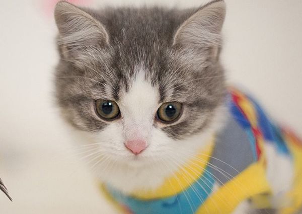 Ϊʲôèϲ���������������� è�ܹ������˵����