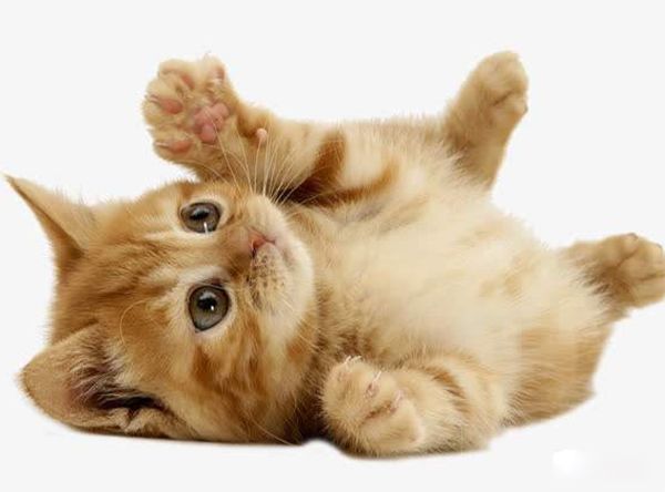 Ϊʲôèϲ���������������� è�ܹ������˵����