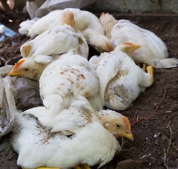 ������ʲô��˼��������ϸ�� ���е�Σ����Ԥ��֪ʶ