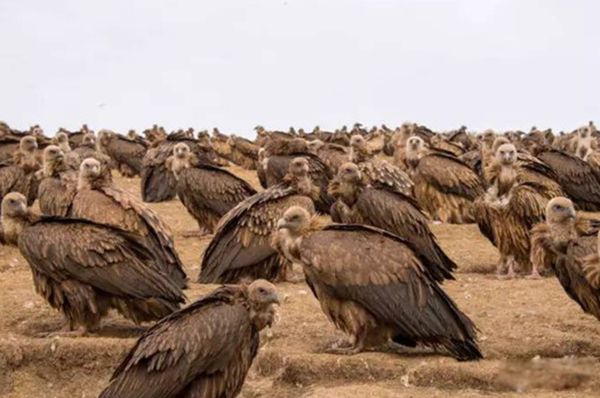 ������ʲô��˼ ʲô������ͺ�ճ���ȫ����